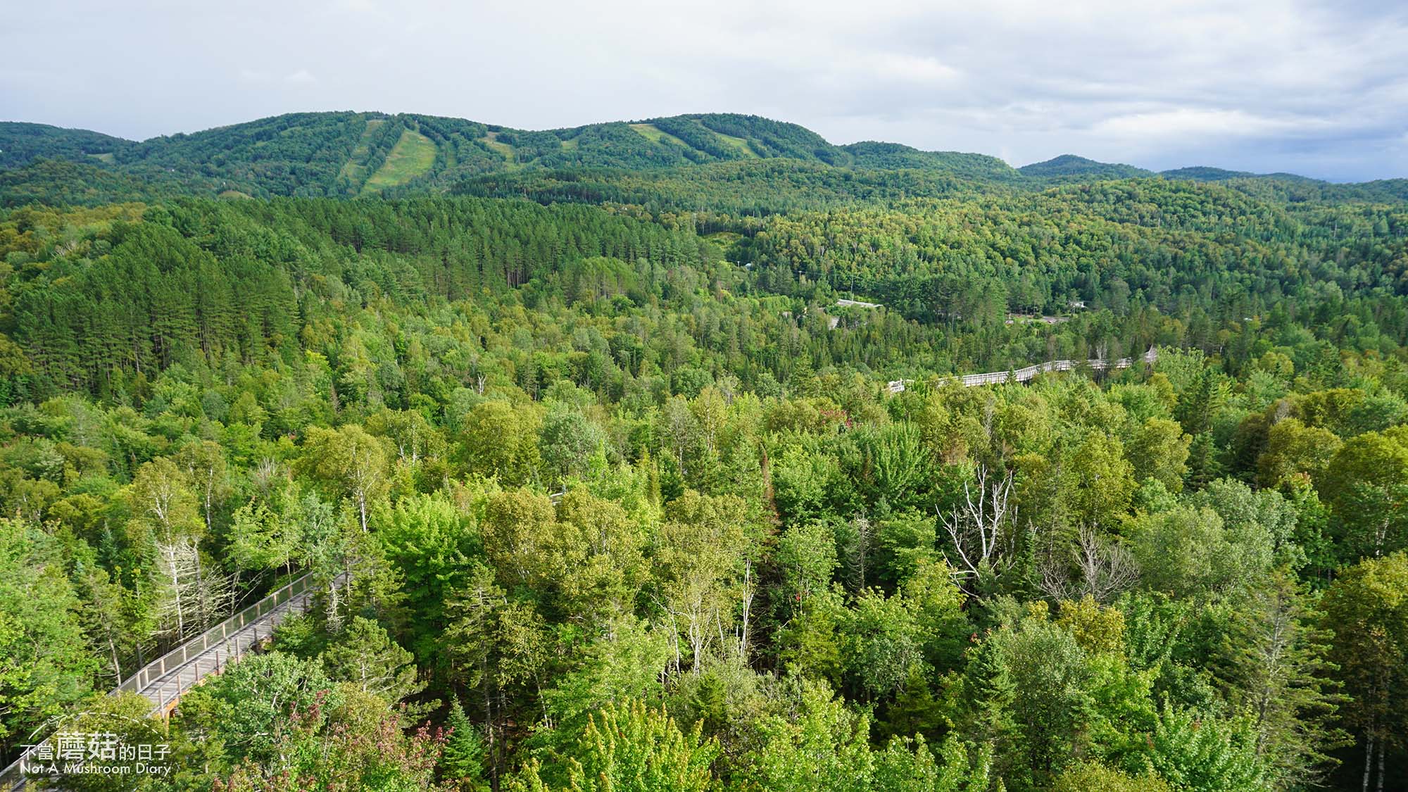 蒙特婁 魁北克 景點 推薦 必去 Sentier des cimes Laurentides 洛朗第樹冠步道