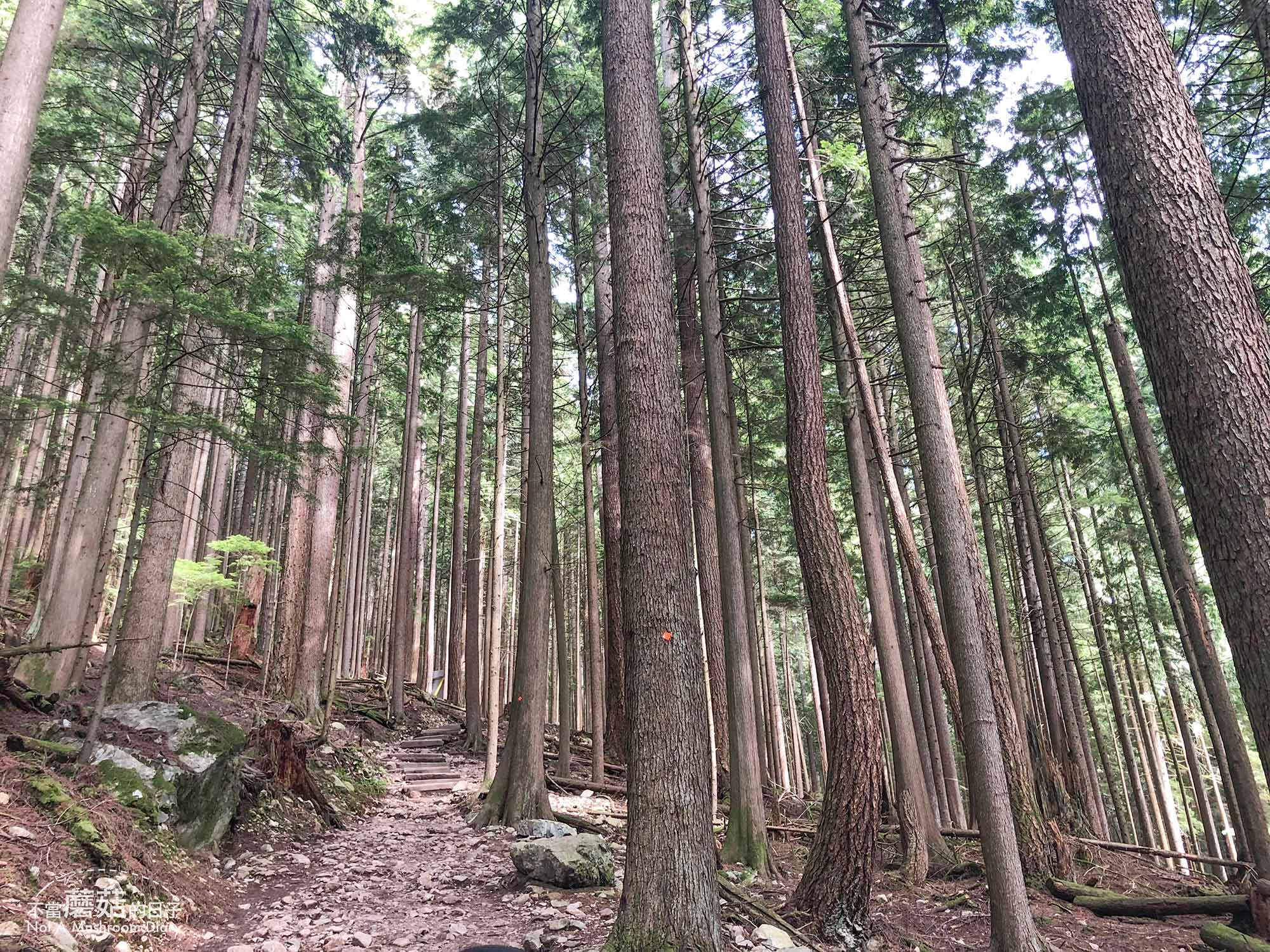 溫哥華 爬山 步道 Grouse Mountain 葛勞斯山