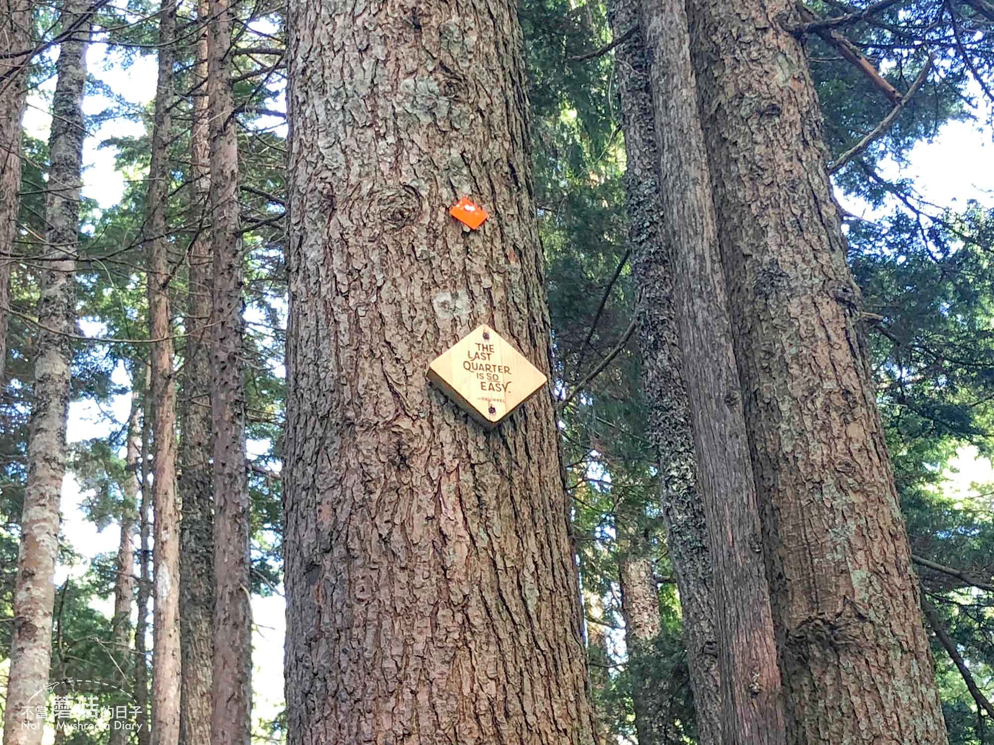 溫哥華 爬山 步道 Grouse Mountain 葛勞斯山