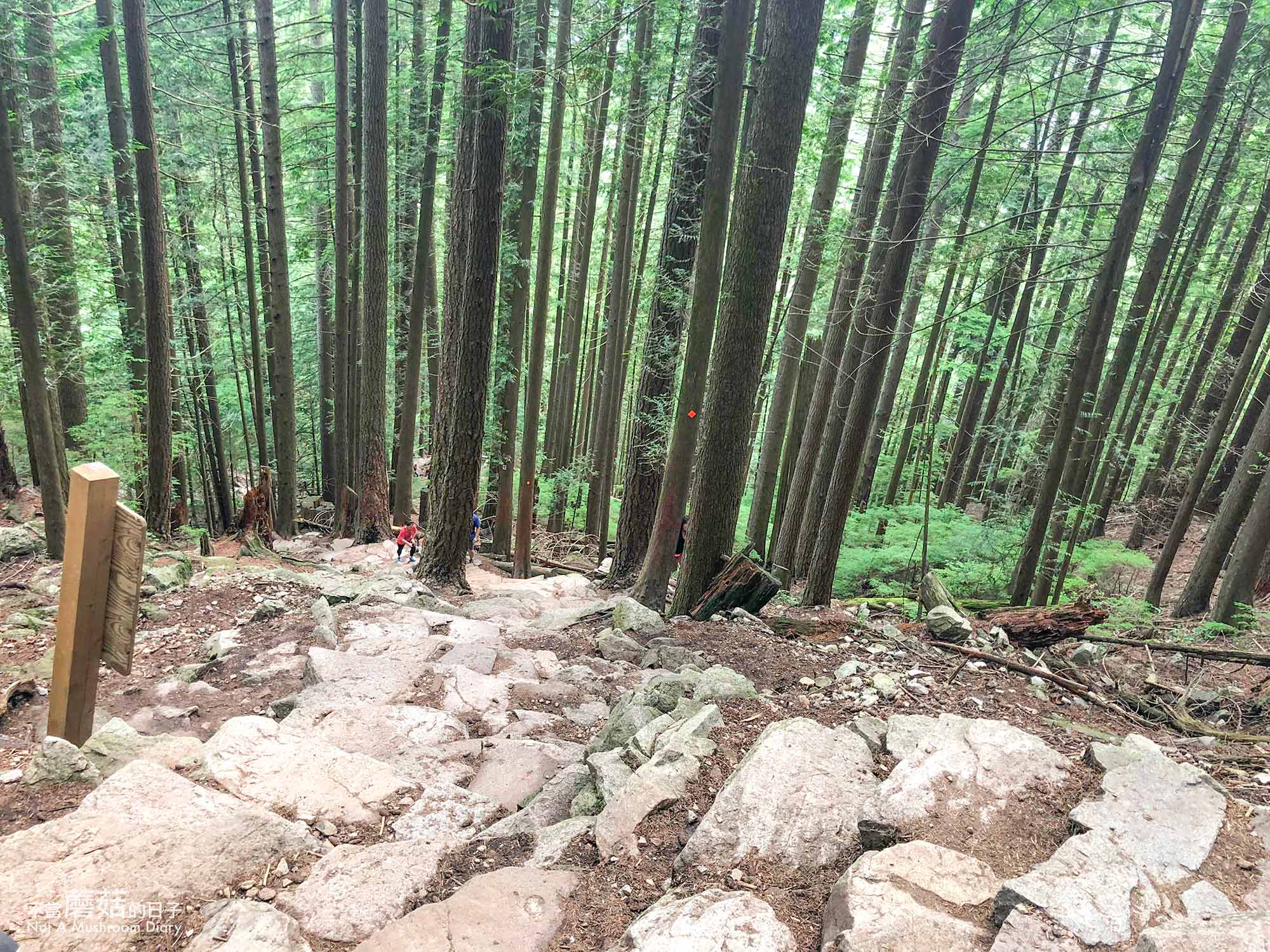 溫哥華 爬山 步道 Grouse Mountain 葛勞斯山