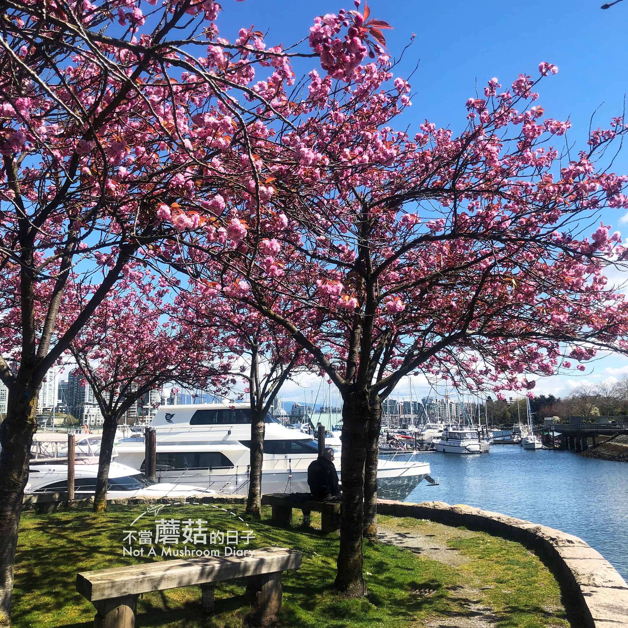 Granville Island 必吃 必去 美食 櫻花 Ron Basford Park