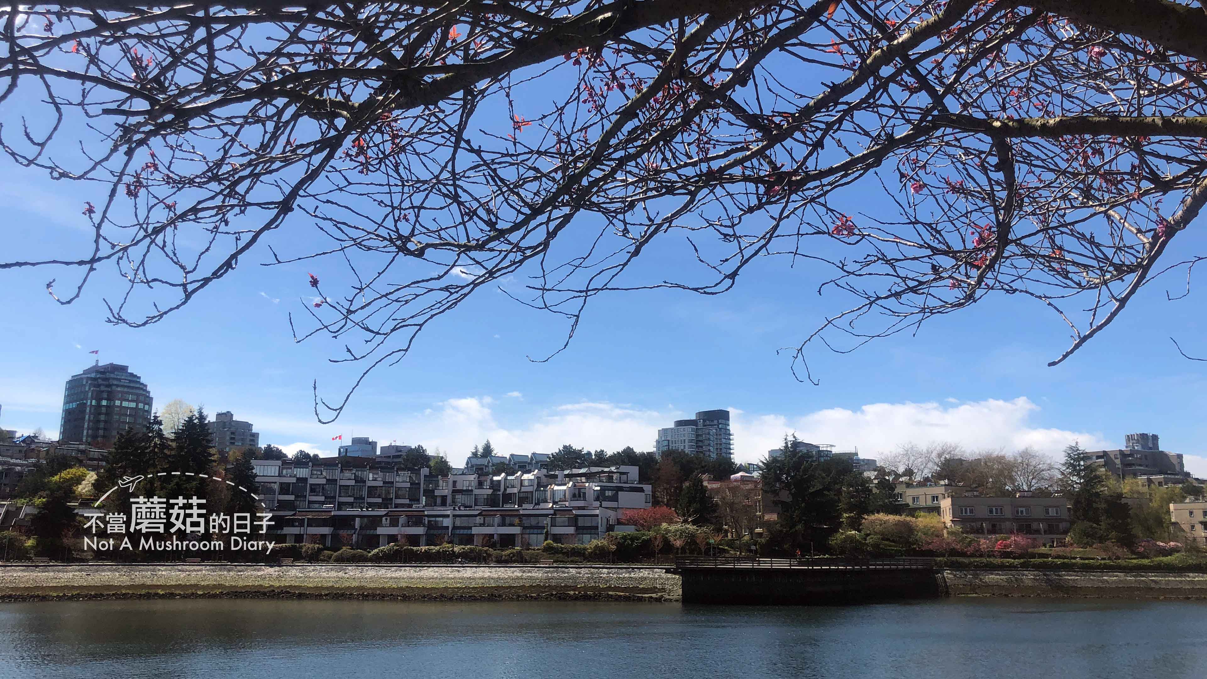 Granville Island 必吃 必去 美食 櫻花 Ron Basford Park